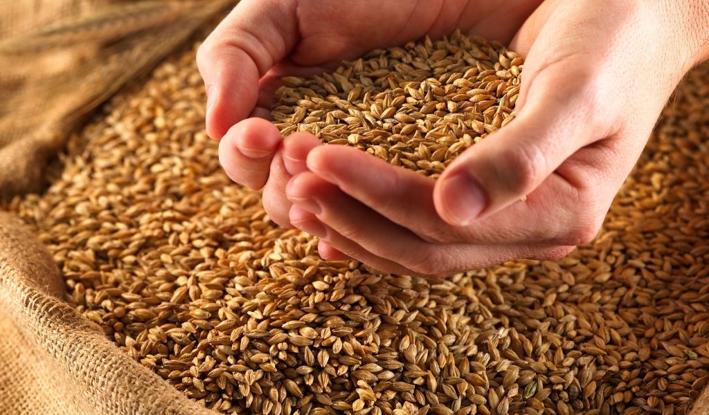 Цена пшеницы выросла на 50% — что происходит и чего ждать?